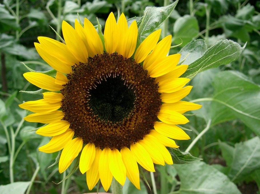 Helianthus annuus l.