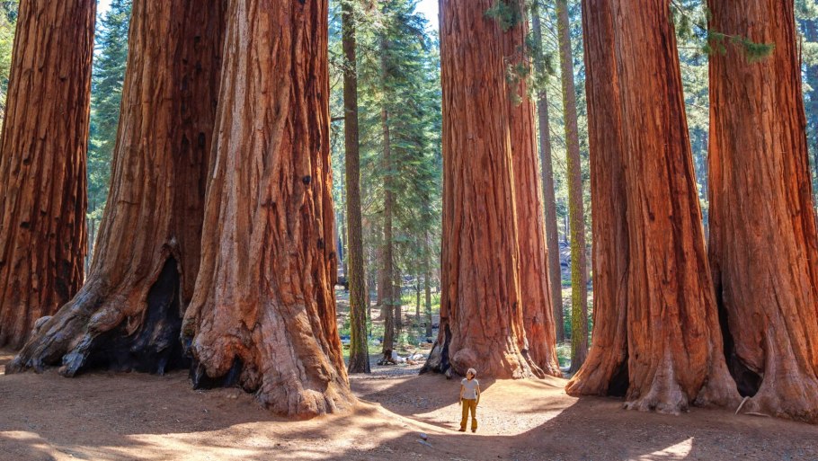 Секвойя вечнозелёная Sequoia sempervirens