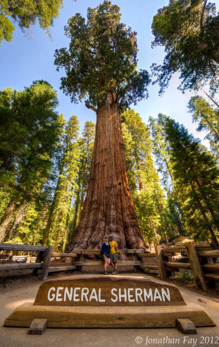 Секвойядендрон генерал Шерман