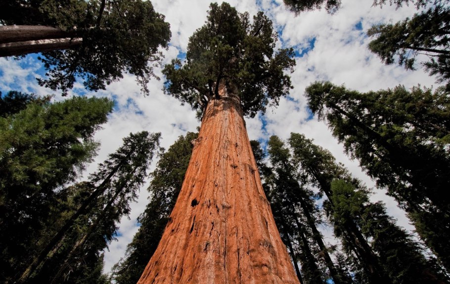 Секвойя Гиперион