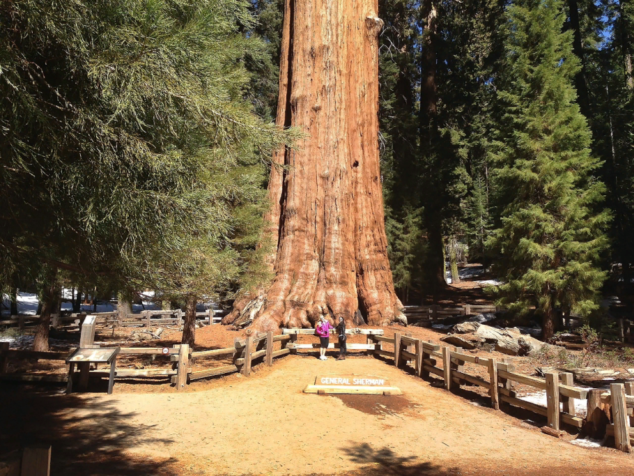 Калифорнийская Секвойя Гиперион