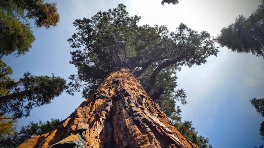 Дерево президент
