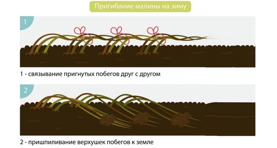 Черенки крыжовника одревесневшие