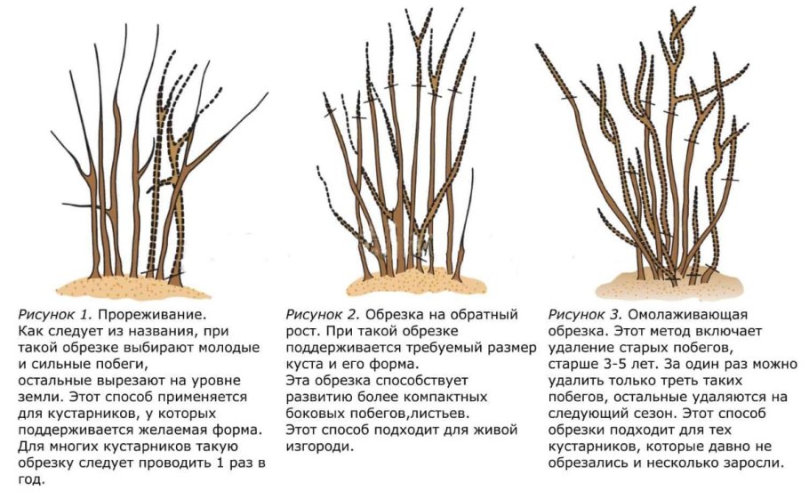 Размножение смородины одревесневшими черенками