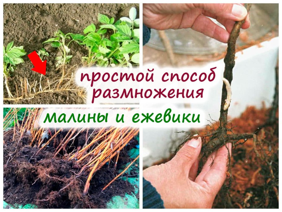Малина размножается черенками