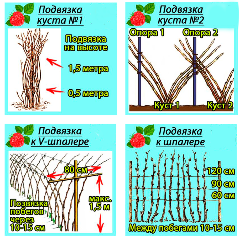 Черенки ежевики
