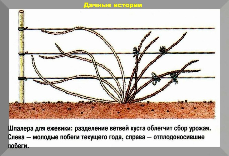 Ежемалина Садовая посадка