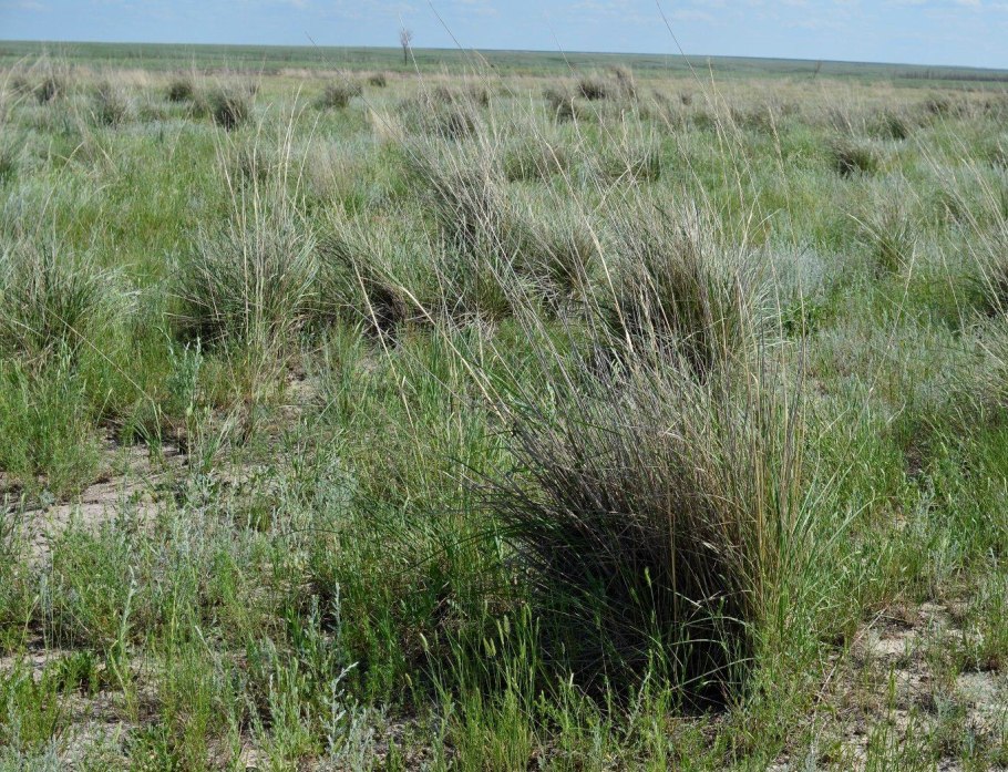 Ковыль перистый (Stipa pennata)