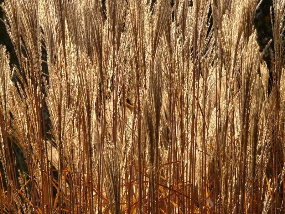 Ковыль тончайший (Stipa tenuissima)