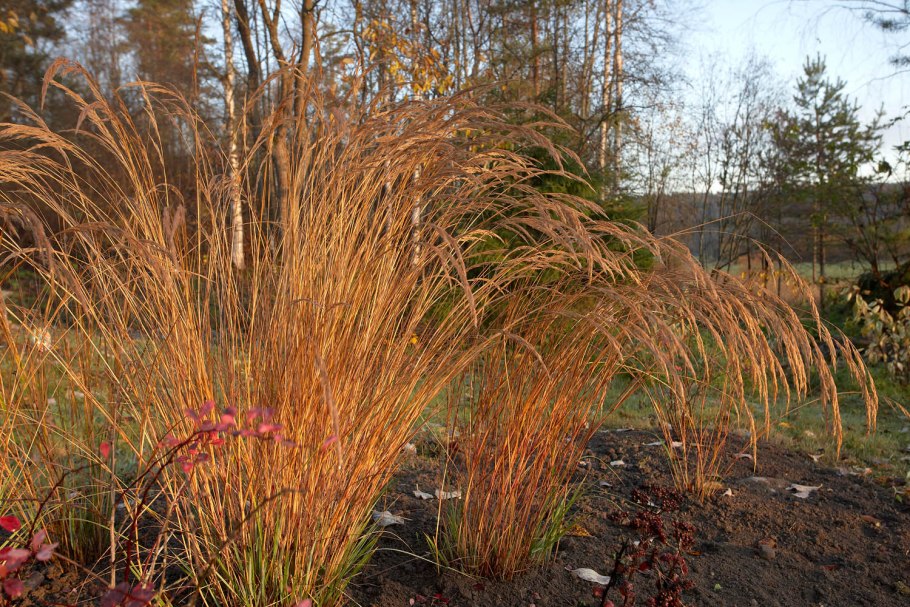 Lasiagrostis splendens