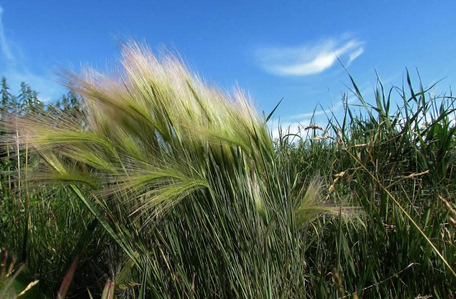 Ковыль тончайший (Stipa tenuissima) "Angel hair"