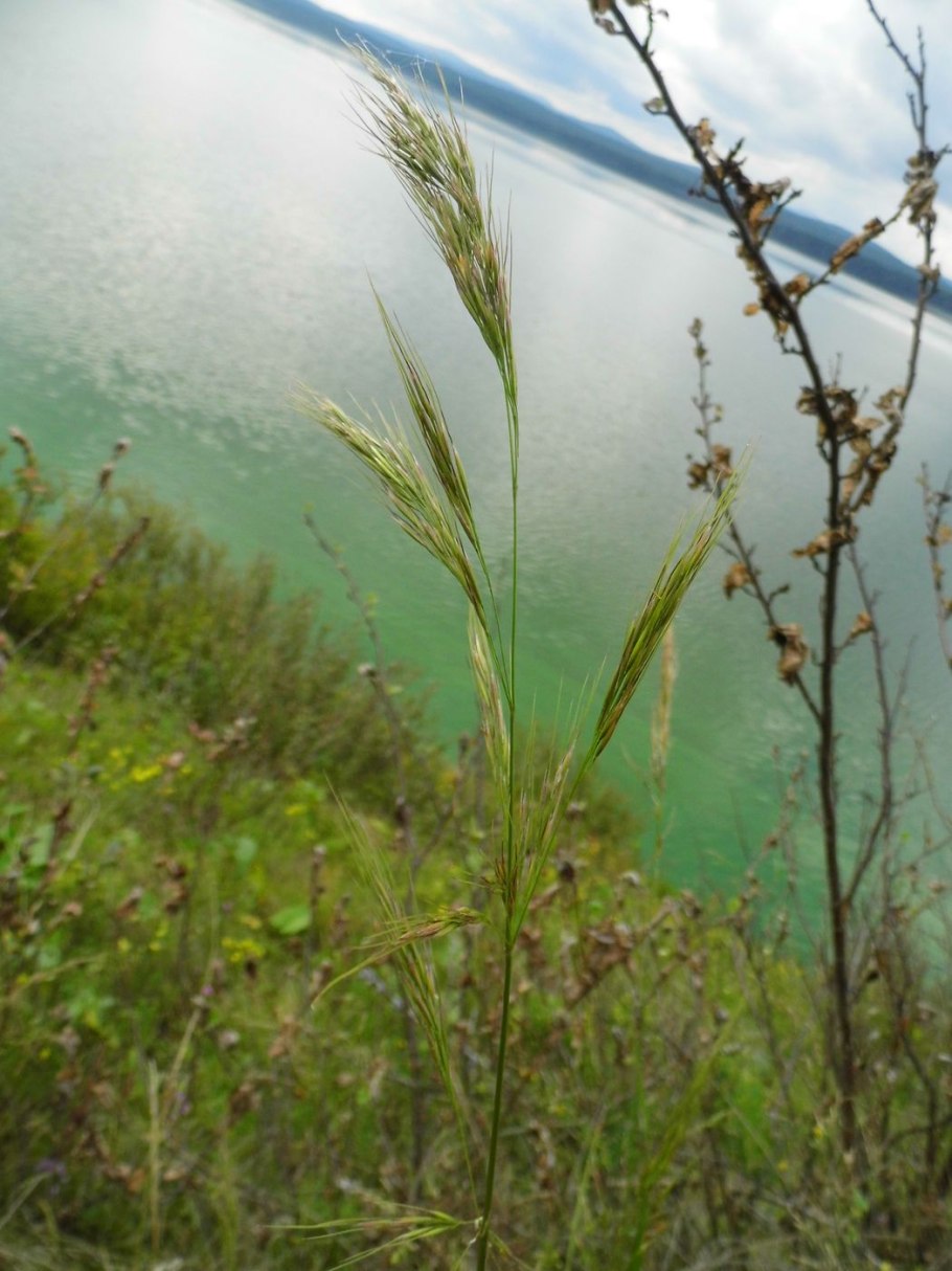 Сеслерия осенняя (Sesleria autumnalis)