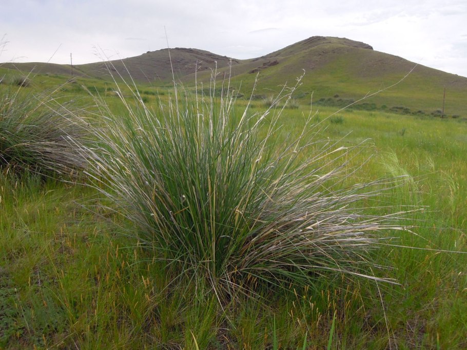 Чий блестящий Achnatherum splendens