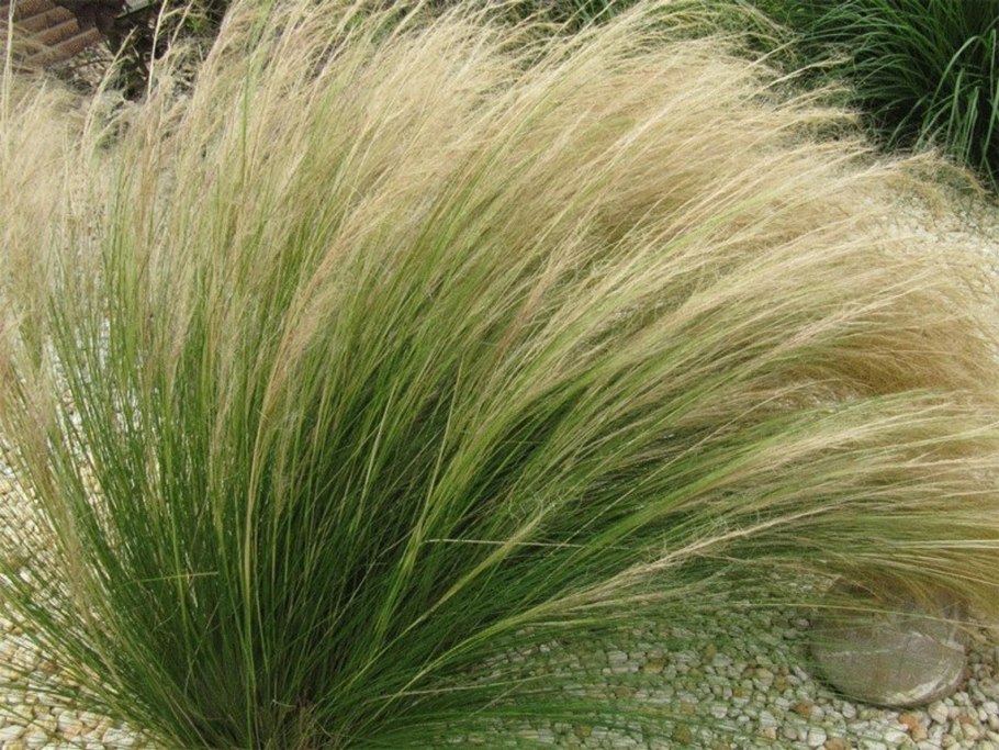 Ковыль (Stipa)