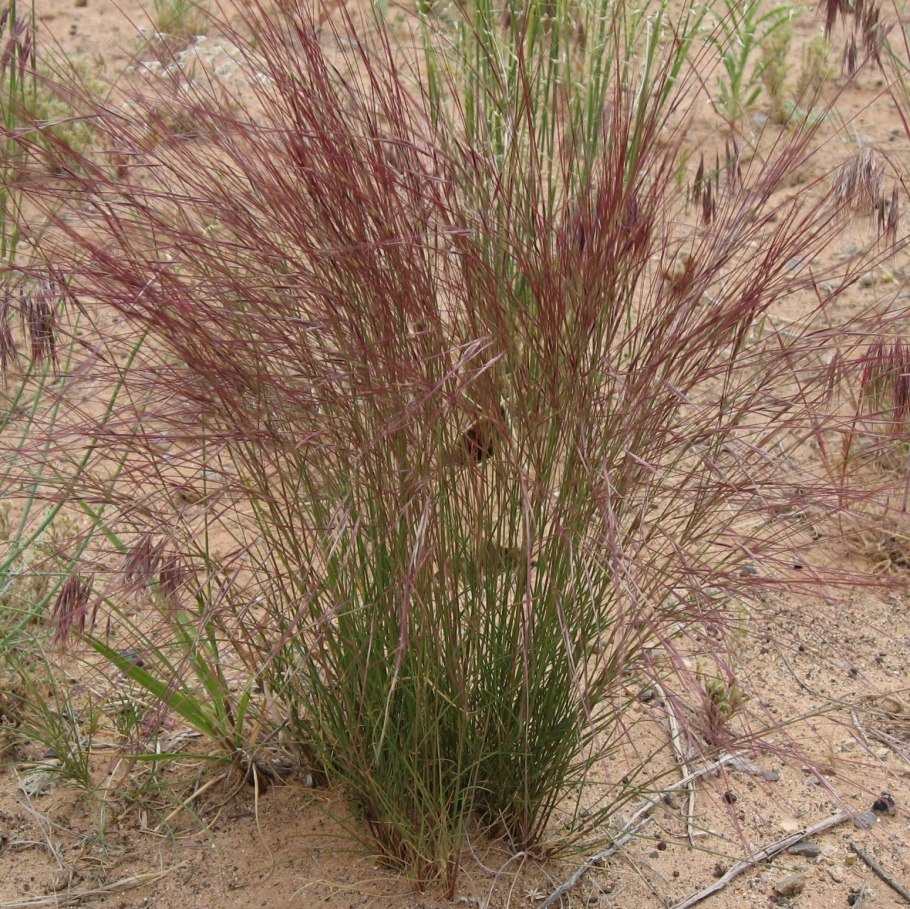 Achnatherum hymenoides