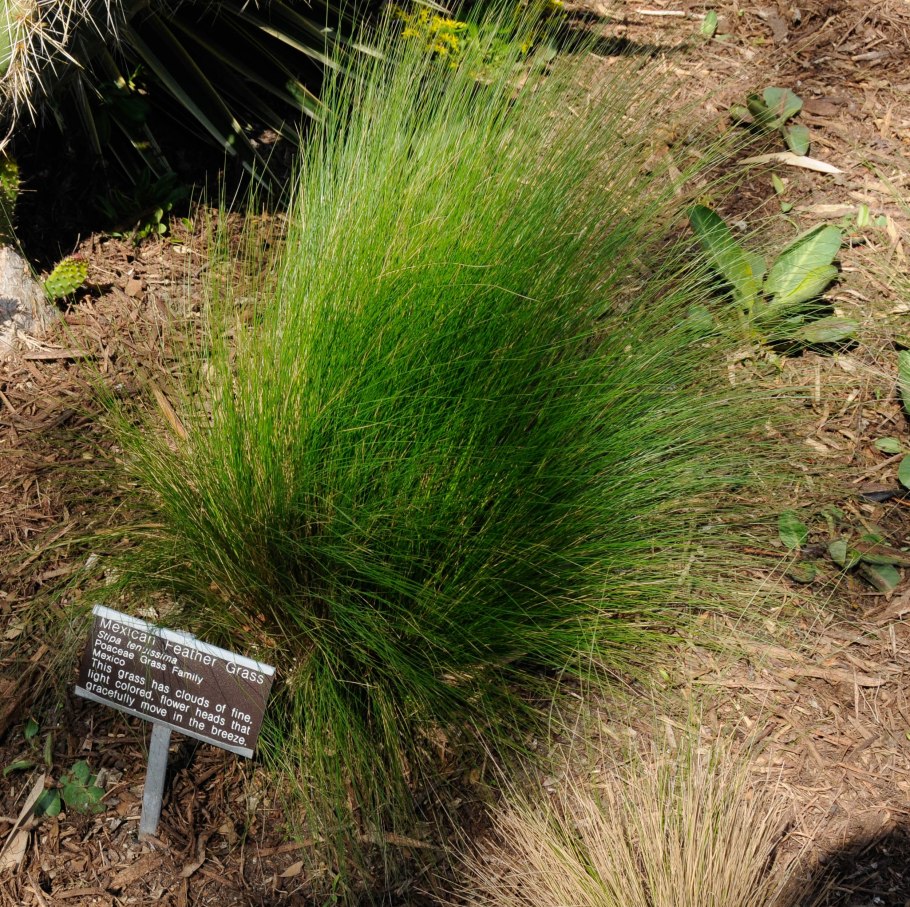 Stipa Calamagrostis