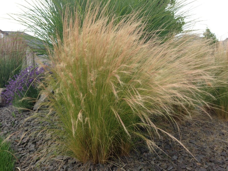 Achnatherum confusum