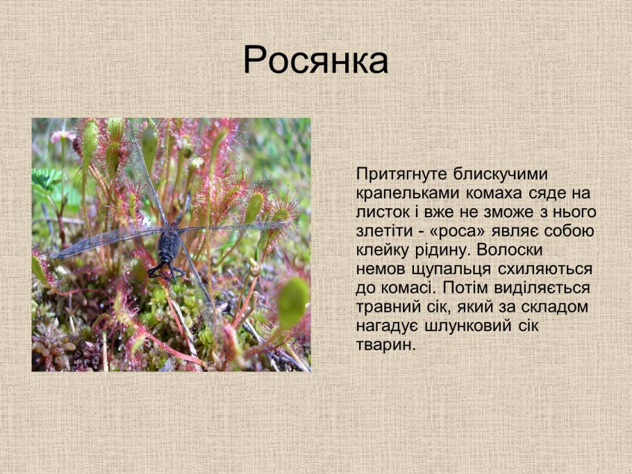 Молиния тростниковая Карл Форстер