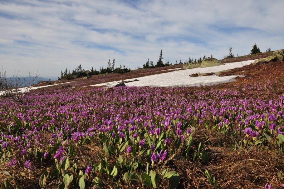 Кандык Сибирский поле