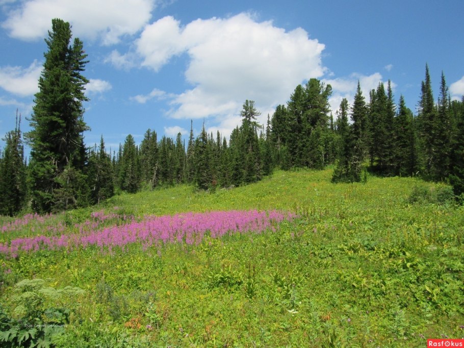 Растительность тайги Восточной Сибири