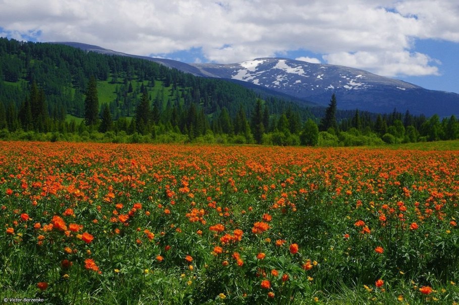 Кузнецкий Алатау кипрей