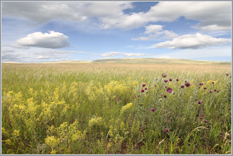 Подснежники Забайкалья