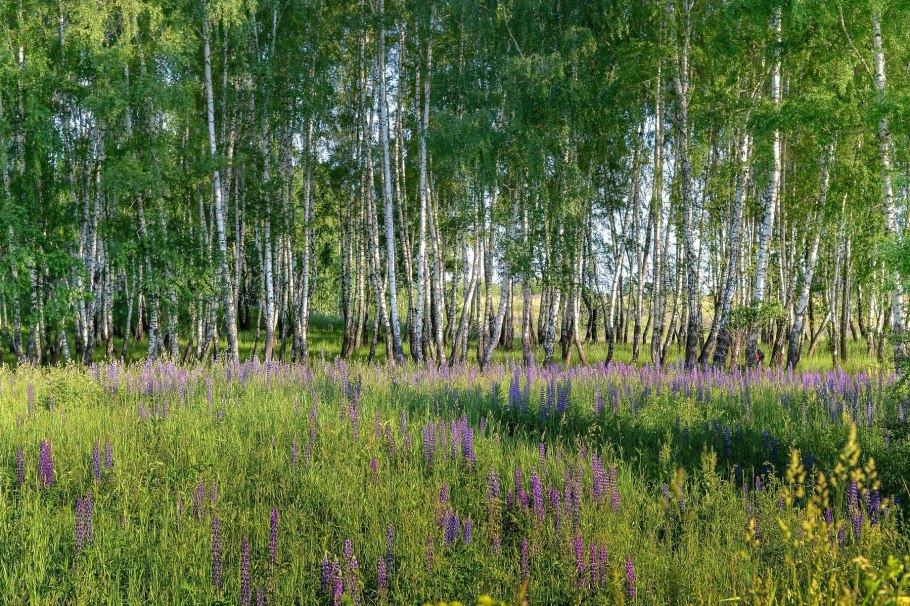 Прострел (Подснежник, сон-трава, Pulsatilla)