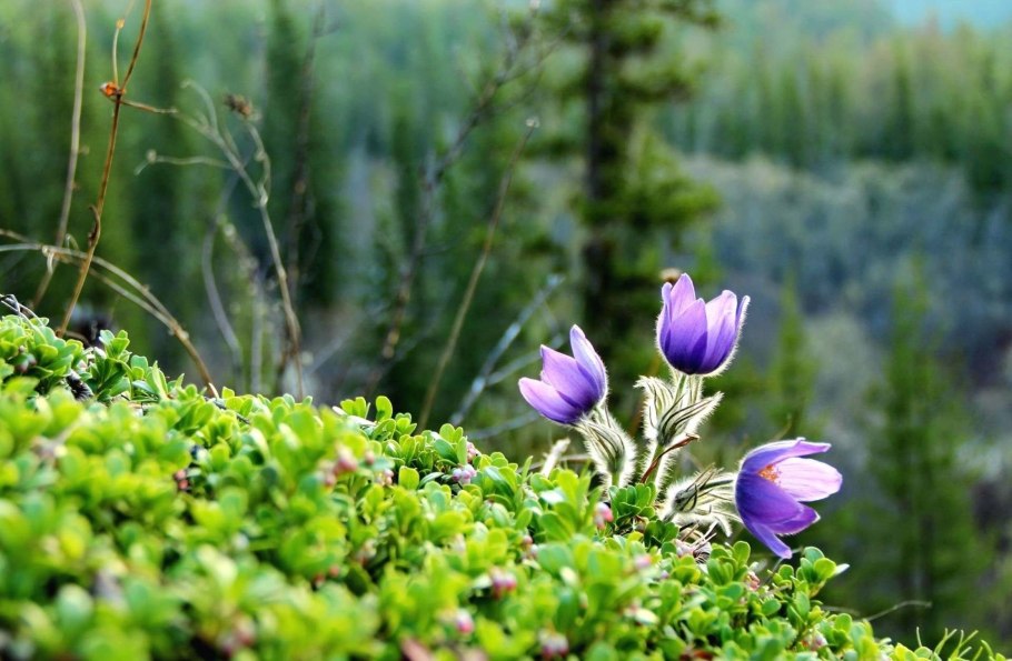 Лиственные породы деревьев