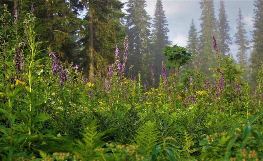 Природа Томск Васюганские болота