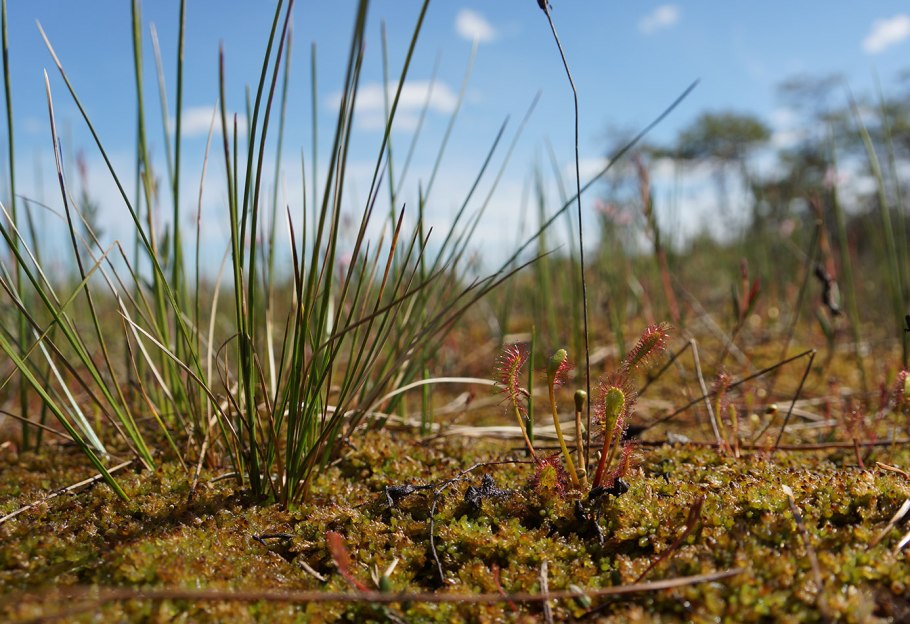 Тайга (хвойные леса) в Питере