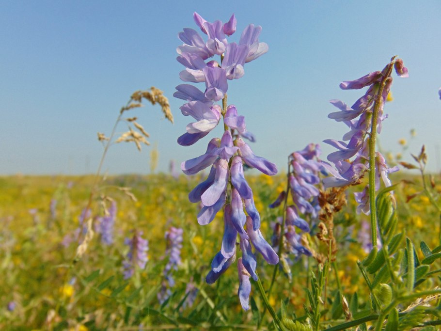 Алтай цветы сон-трава прострел
