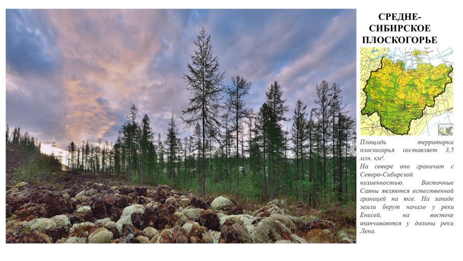 Лиственница Сибирская в лесотундре