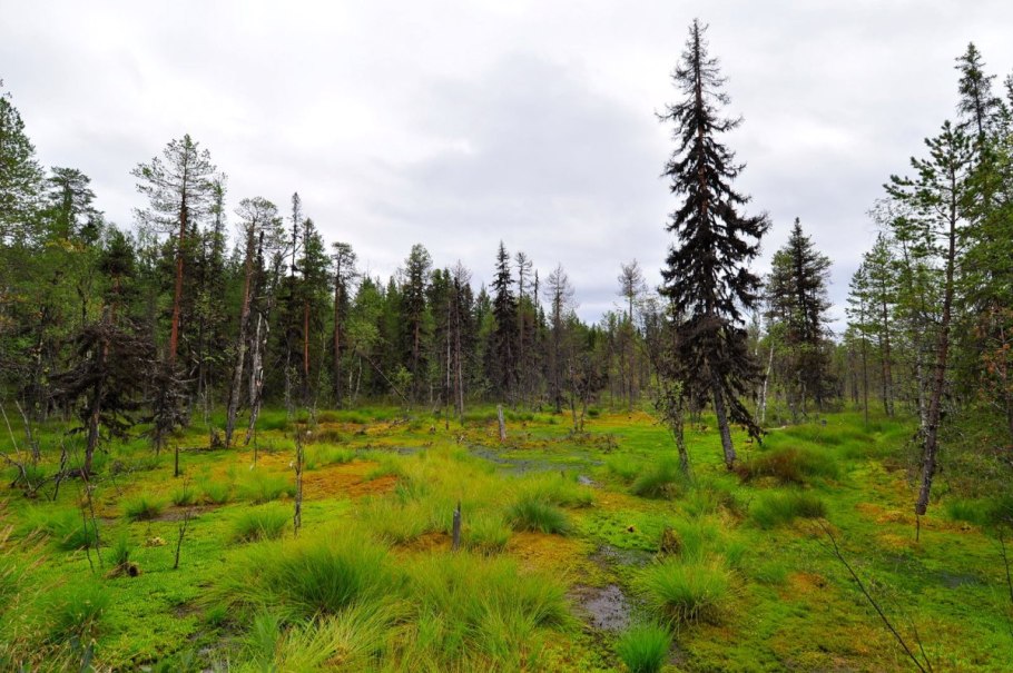 Заболоченная Тайга Сибири