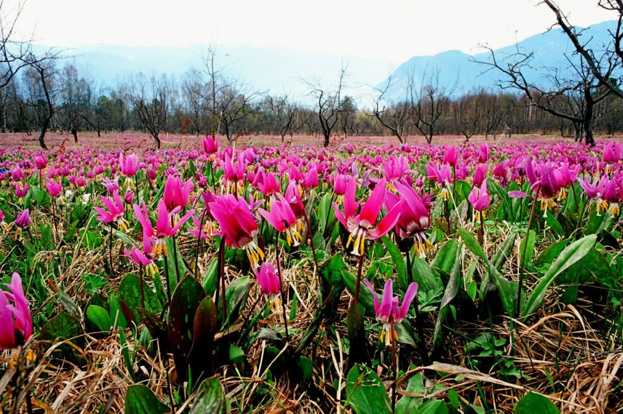 Кандык Сибирский Алтайский заповедник