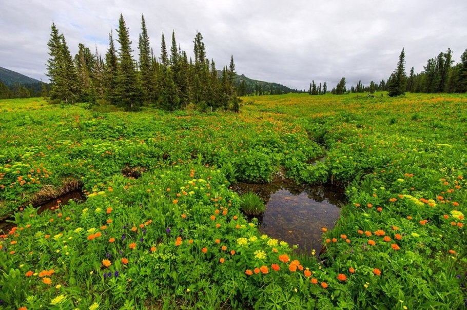 Купальница лиловая