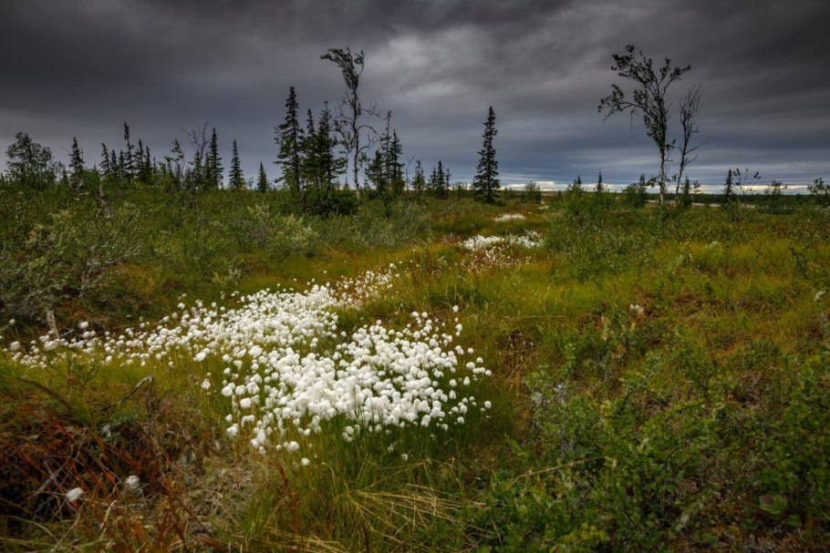 Тундра и лесотундра