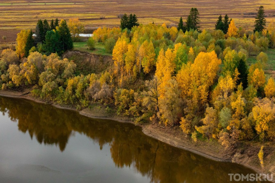 Прострел (Подснежник, сон-трава, Pulsatilla)