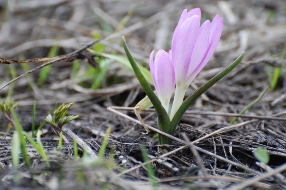 Вымершие растения Пермского края