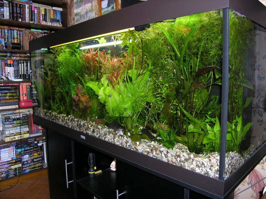 Элеохарис парвула