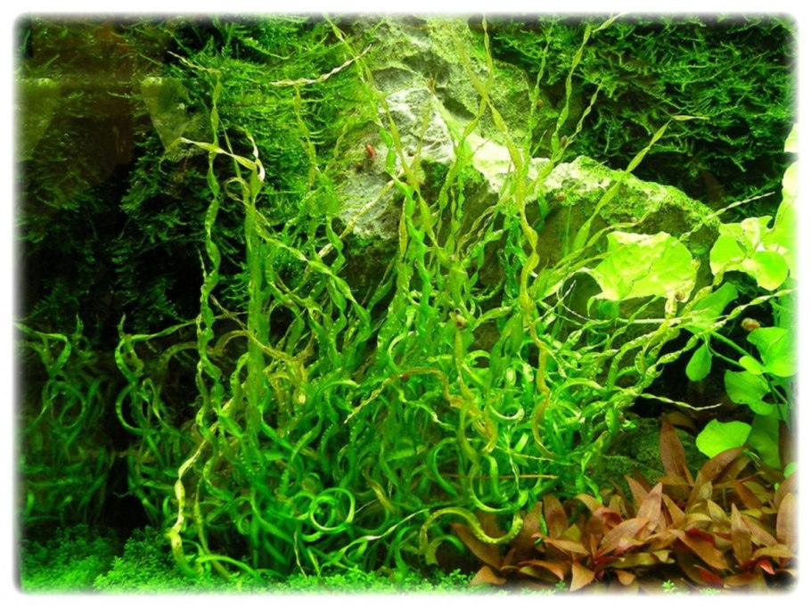 Валлиснерия Акватика