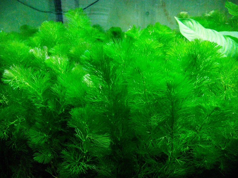Пластиковая трава для декора аквариума