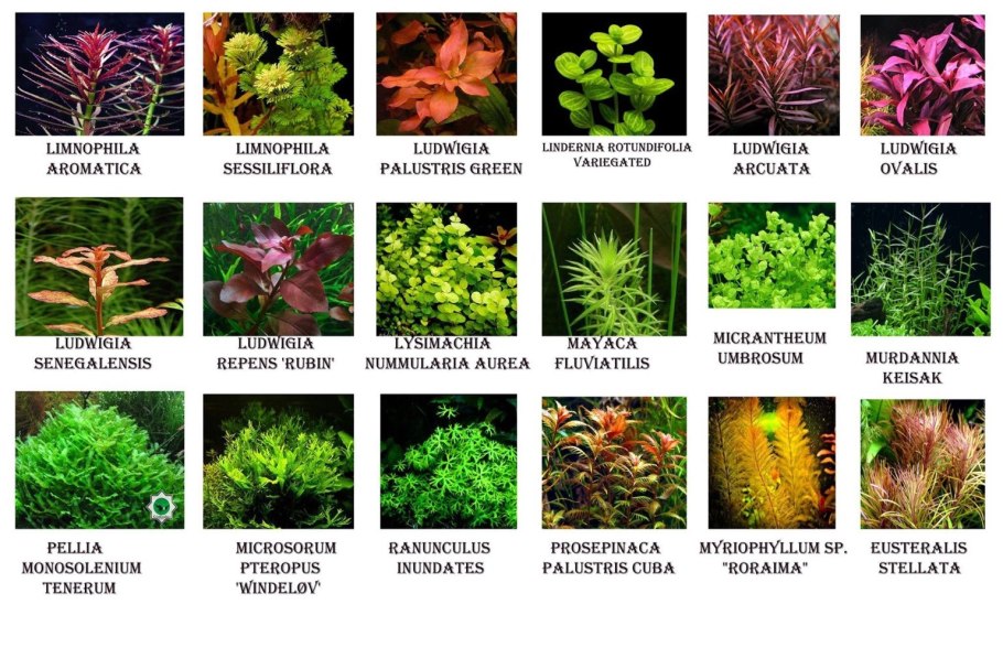 Таиландский кринум в аквариуме