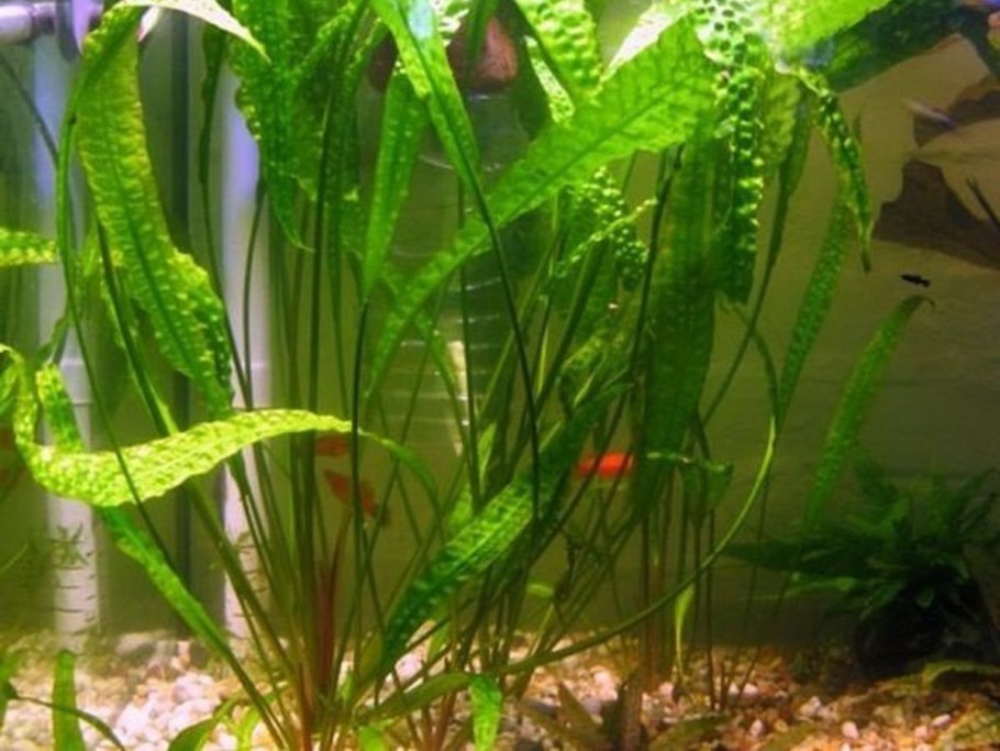 Элодея роголистник