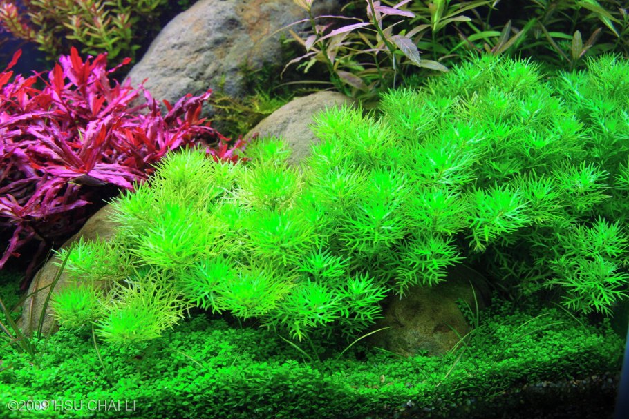 Акваскейп с валлиснерией