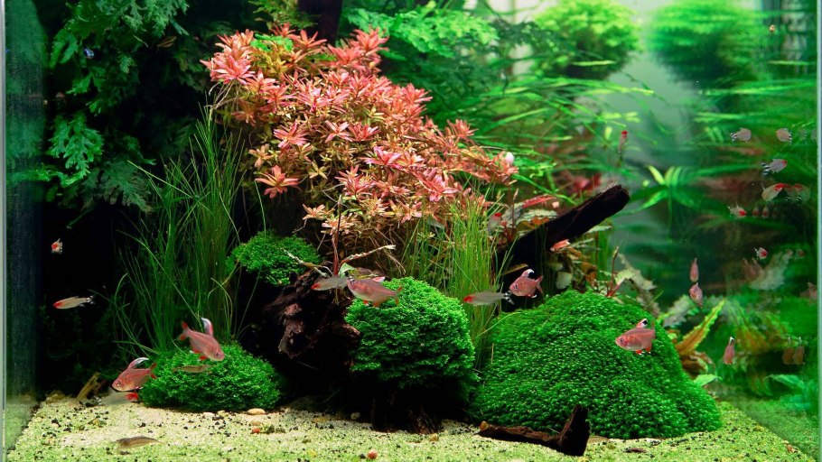 Анубиас Нана