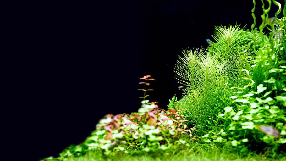 Акваскейпинг Валлиснерия