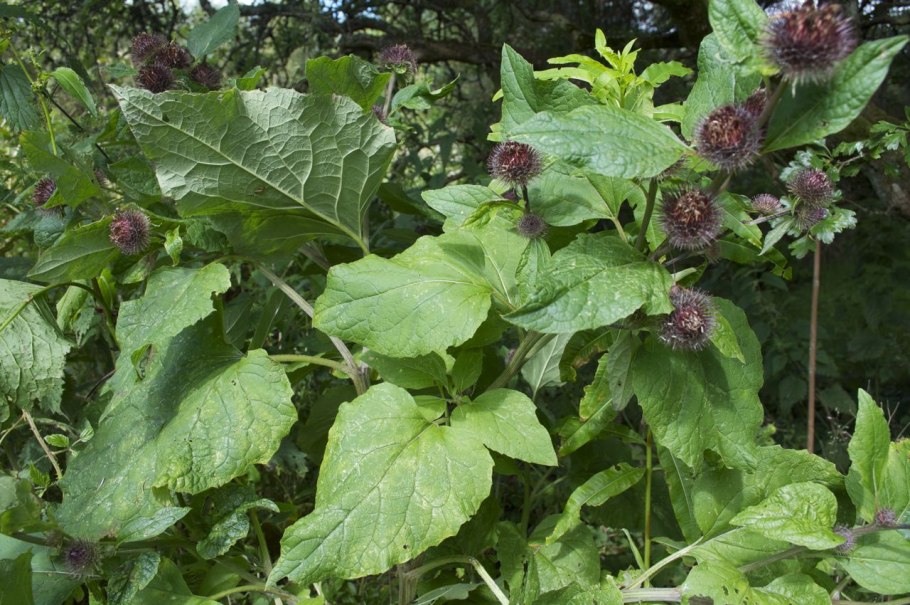 Корень лопуха трава