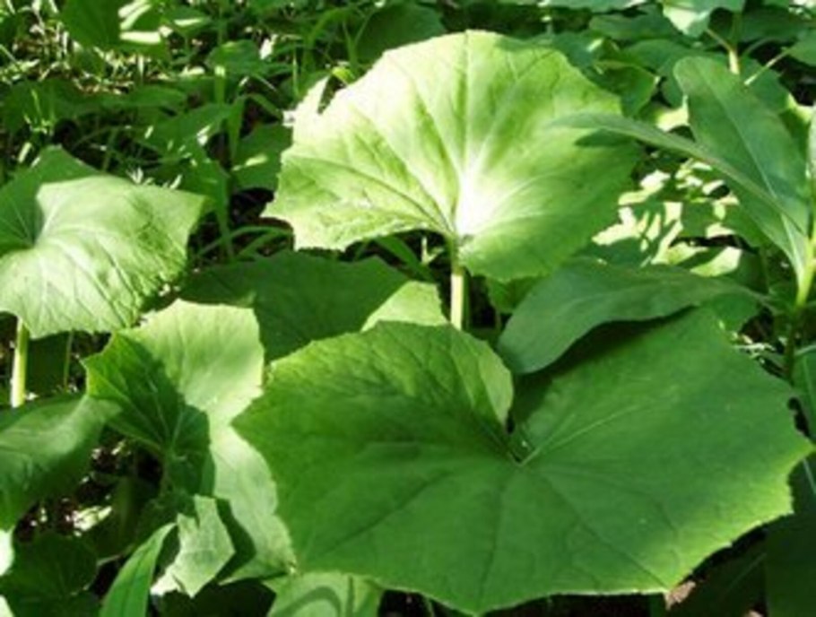 Arctium Lappa root что это