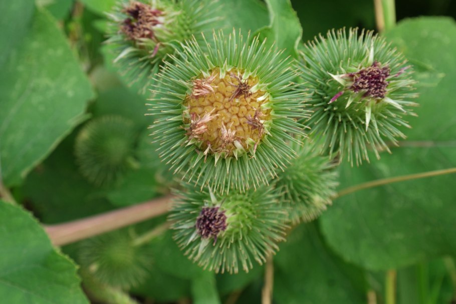 Лопух Arctium Lappa