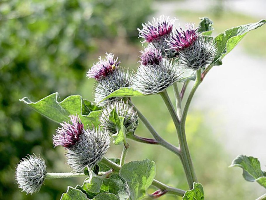 Человек лопух